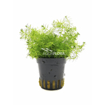 Myriophyllum Spec. 'Guyana' en pot