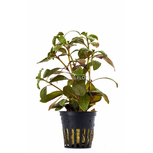 Ludwigia glandulosa en pot