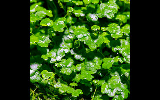 Hydrocotyle