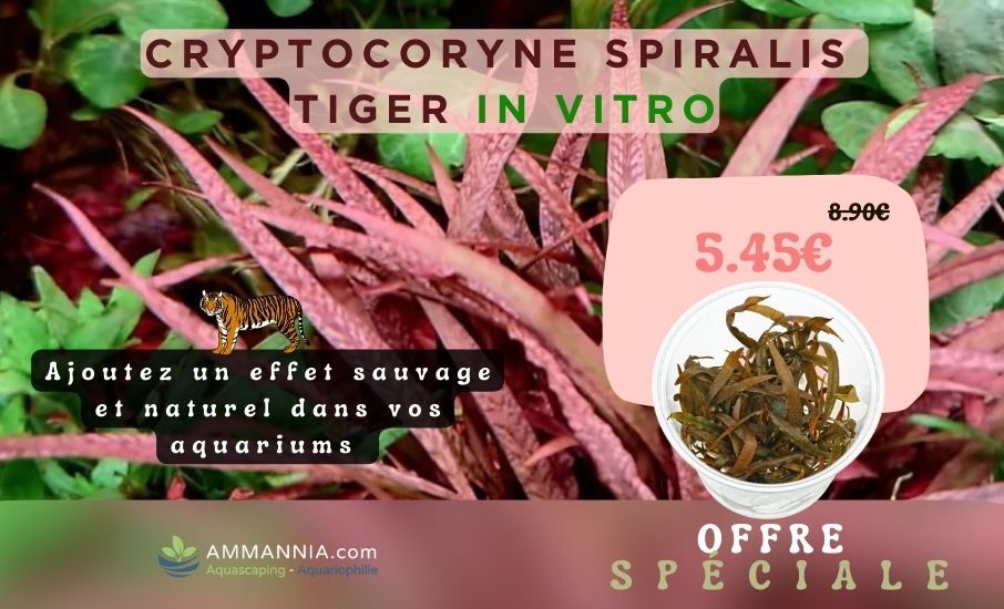 CRYPTOCORYNE SPIRALIS TIGER