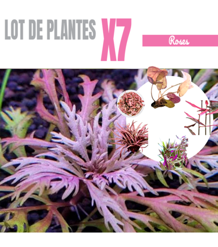 Lot de 7 plantes roses