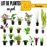 Lot ÉCO de 20  plantes aquarium en pot