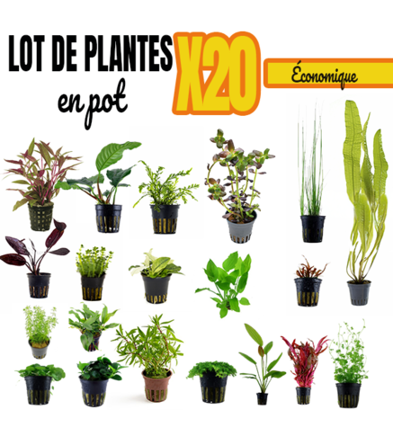 Lot ÉCO de 20  plantes aquarium en pot