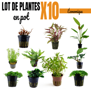 Lot ÉCO de 10  plantes aquarium en pot