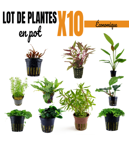 Lot ÉCO de 10  plantes aquarium en pot