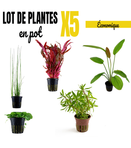 Lot ÉCO de 5  plantes aquarium en pot