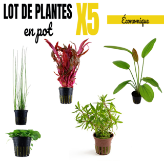 Lot ÉCO de 5  plantes aquarium en pot