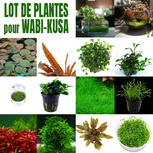 Kit Wabi-Kusa - Luji Glass Cup MY-150+ lot 3 plantes