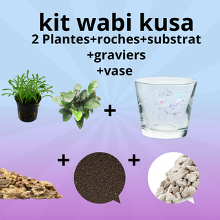 Kit Wabi-Kusa - vase+décor+ 2 plantes