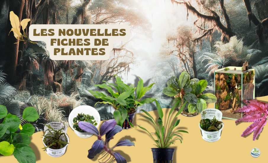 paiement plusieurs fois paiement plusieurs fois