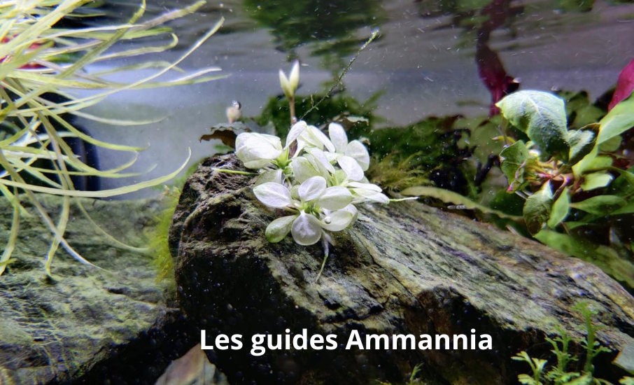 relais pick up dpd relais pick up dpd