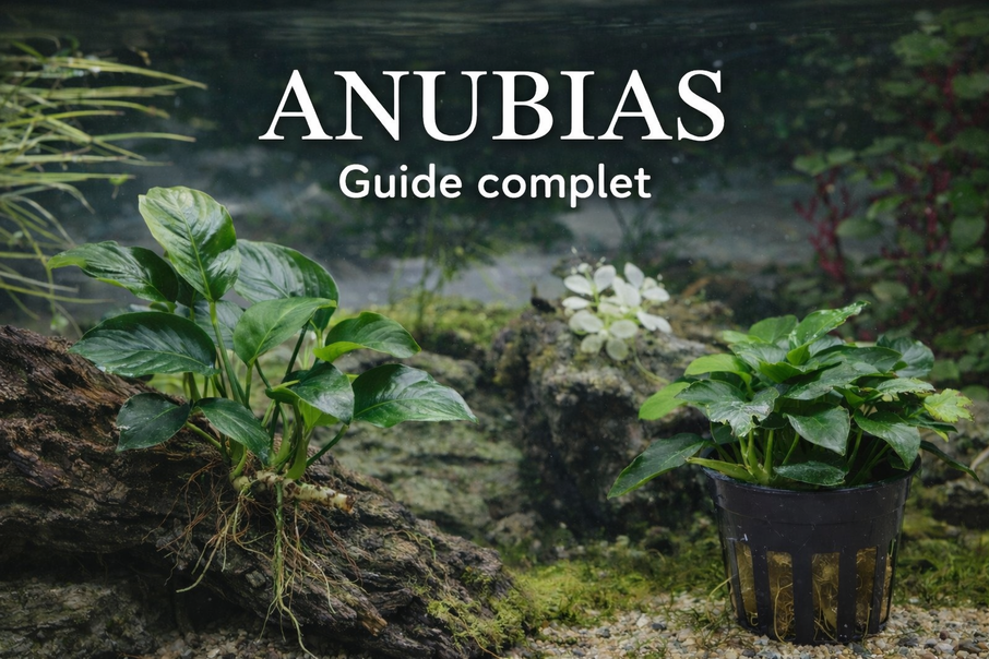 Anubias : guide complet , culture, variétés et entretien en aquarium Anubias : guide complet , culture, variétés et entretien en aquarium