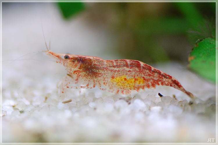 Nourriture Speciale Pour Jeunes Crevettes Shrimp King Baby