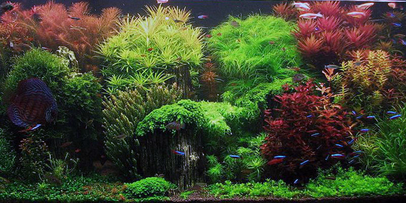 Engrais AQUADIP CARBONE LIQUIDE aquarium EasyCarbo CO2 aquarium croissance  des plantes