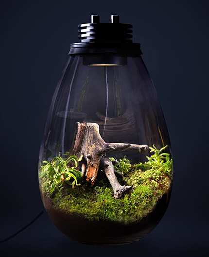 Baiosphère - Lampe Terrarium ou Wabi Kusa La nouvelle idée design pour  votre intérieur !