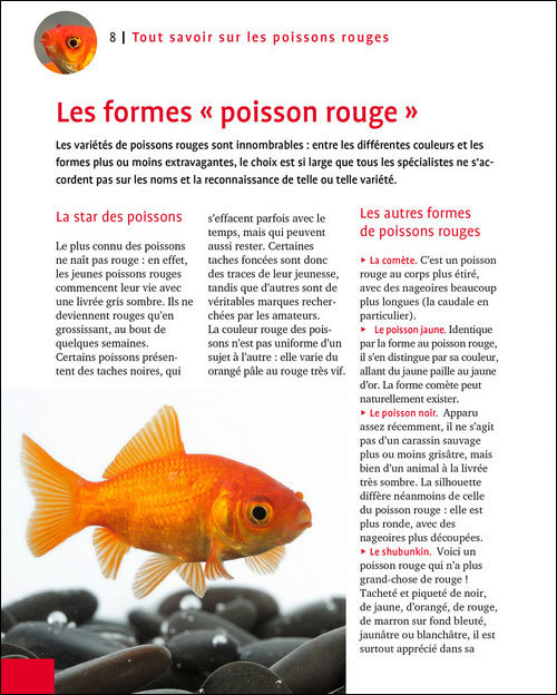 Poisson Rouge : aquarium, besoins, nourriture, maladies - Guide