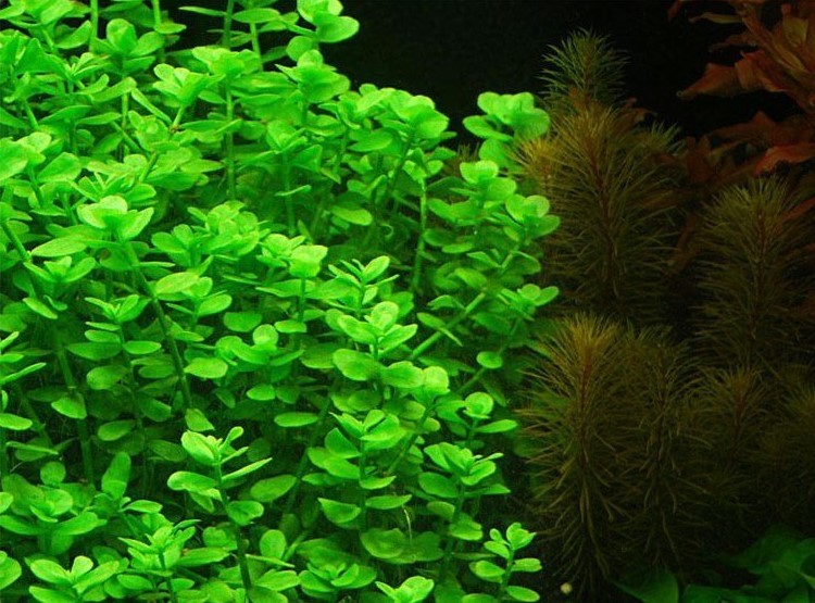 Bacopa Crenata Laboratorium 313 plante in vitro pour aquarium