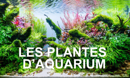 Les plantes à privilégier dans son aquarium d'eau douce